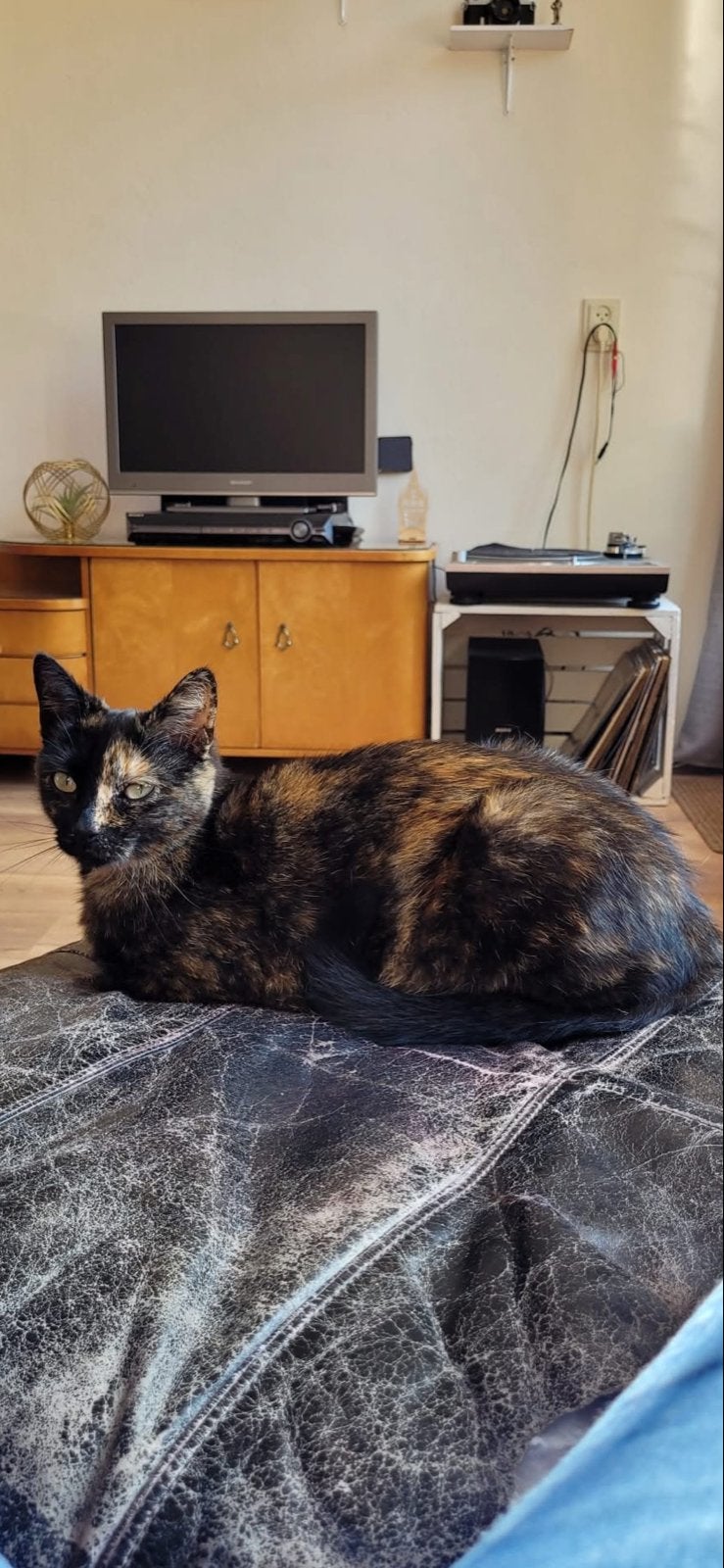Lieve schidpad kat op zoek naar een 5 sterrren huisje!, Poes, Kortharig, 6 jaar of ouder
