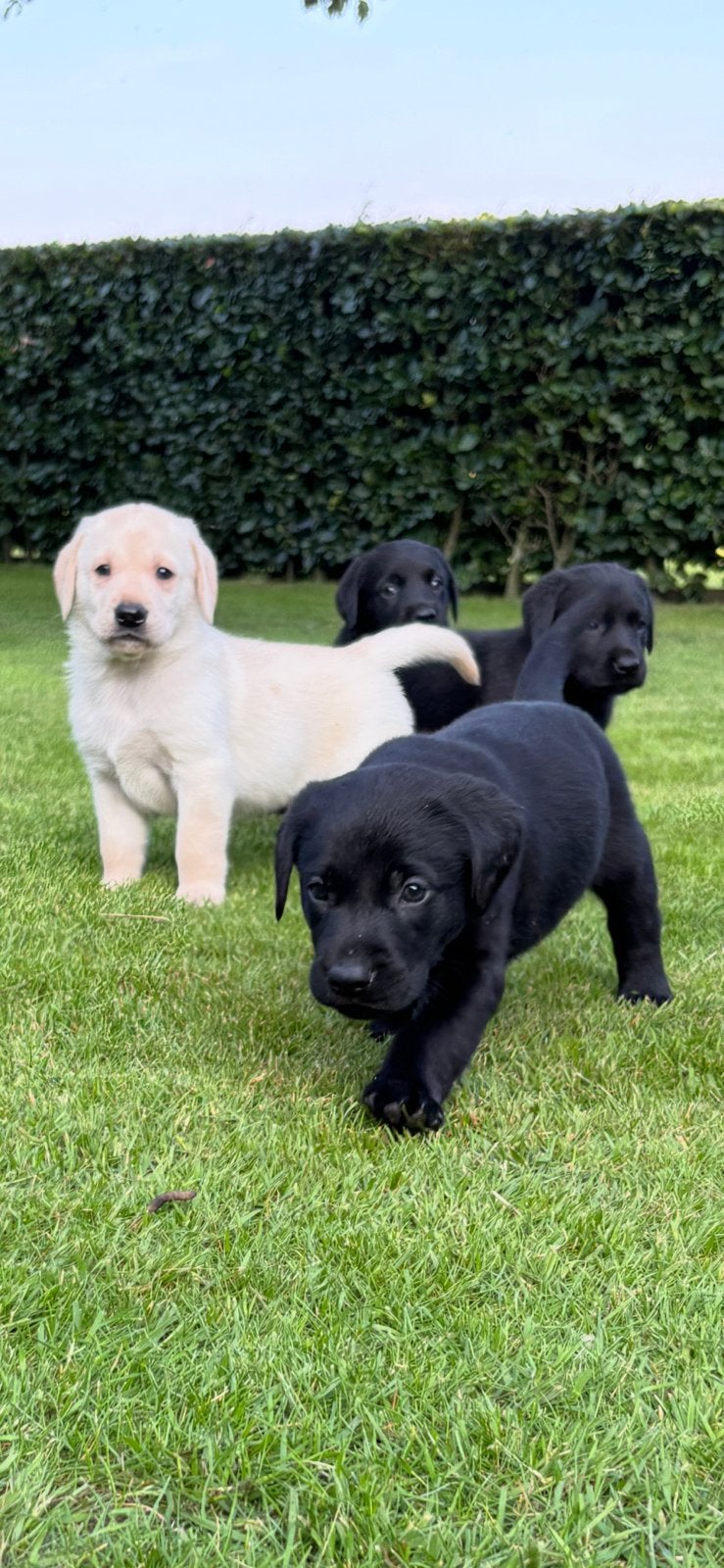 Labrador pups jachtlijn, Nederland, HCC (leverziekte), 8 tot 15 weken, Labrador retriever