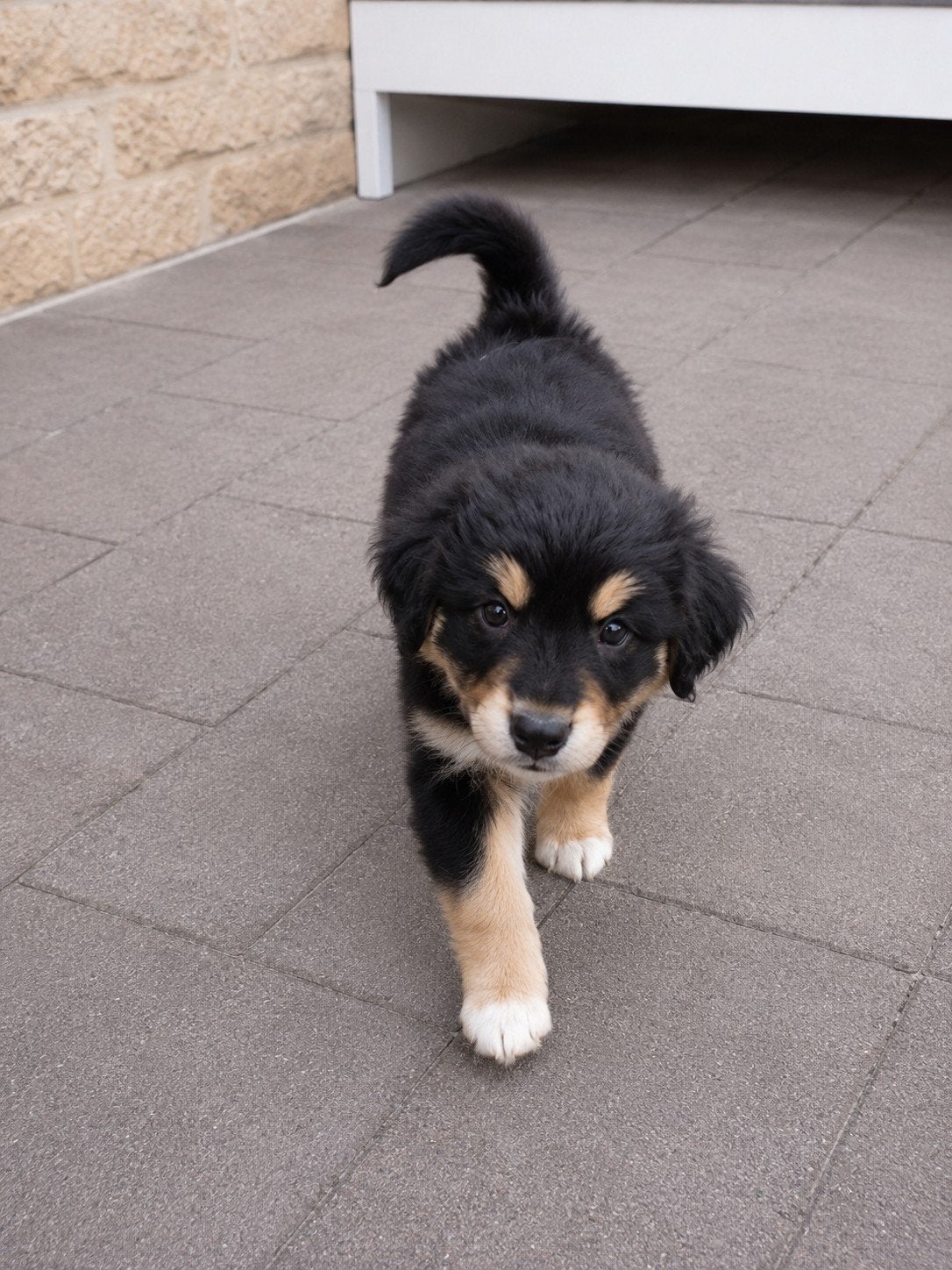 1 Pomsky x Cockapoo puppy beschikbaar begin juli, Dieren en Toebehoren, 8 tot 15 weken, Parvo, Meerdere, Meerdere dieren