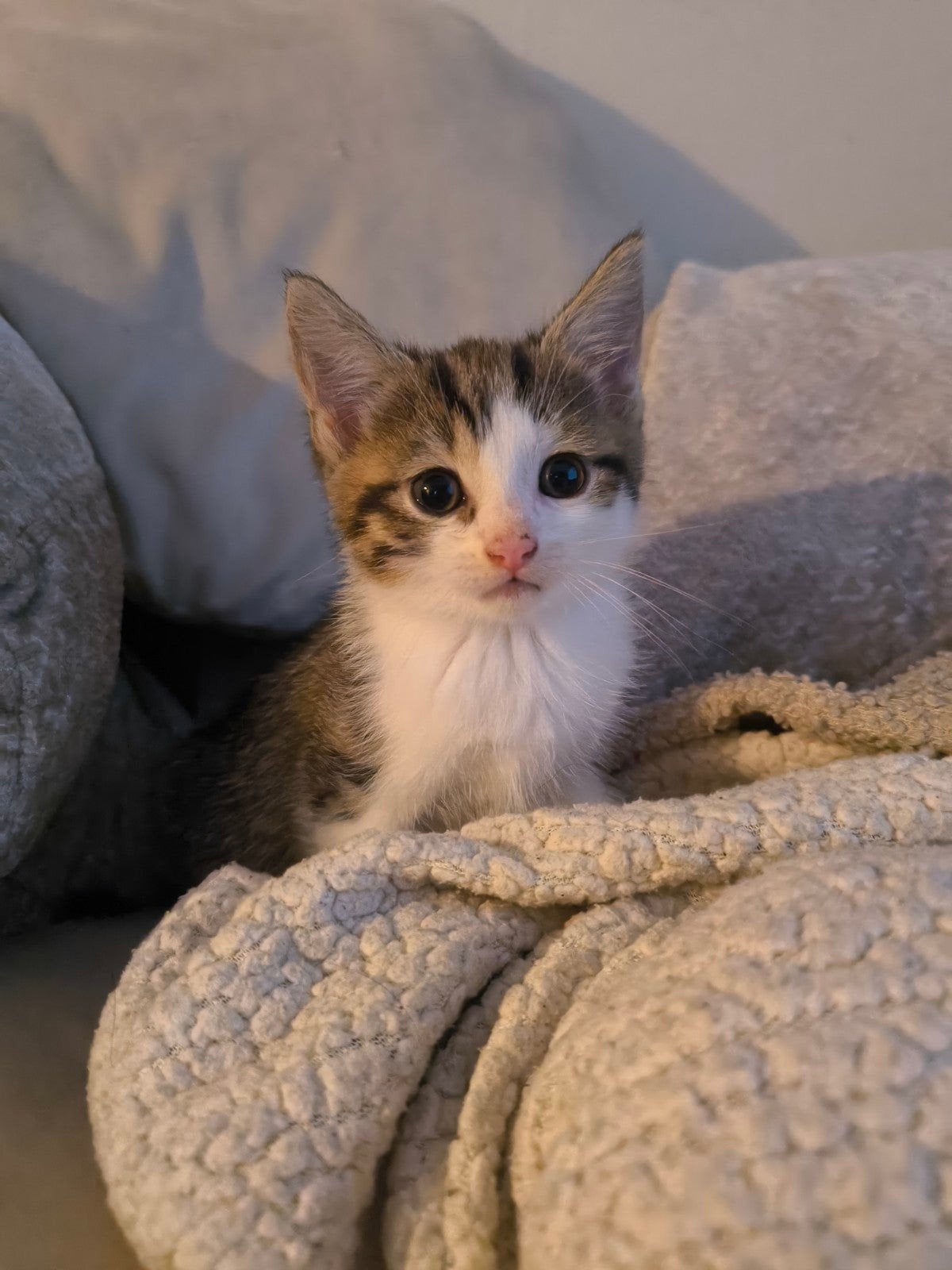 Kitten, Dieren en Toebehoren, Katten en Kittens | Overige Katten
