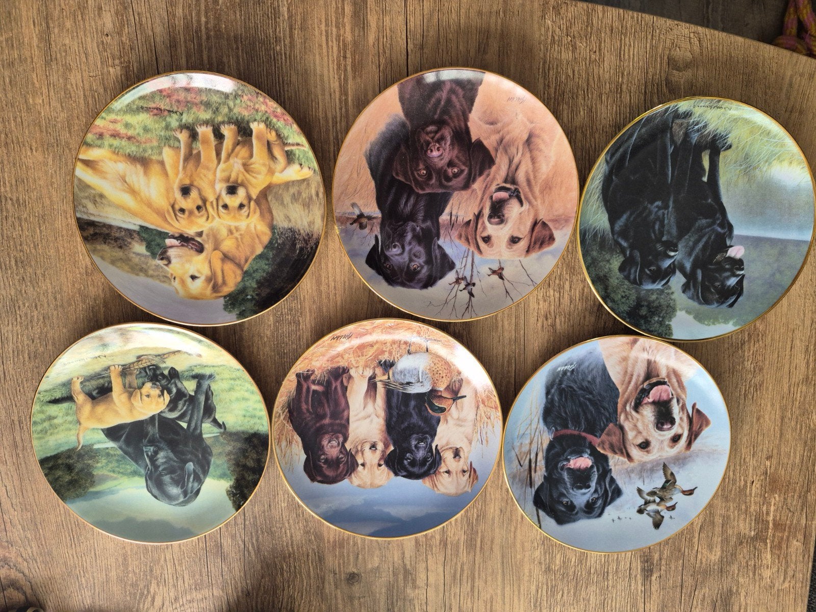 Set van 6 decoratieve borden met Labrador honden, Ophalen of Verzenden
