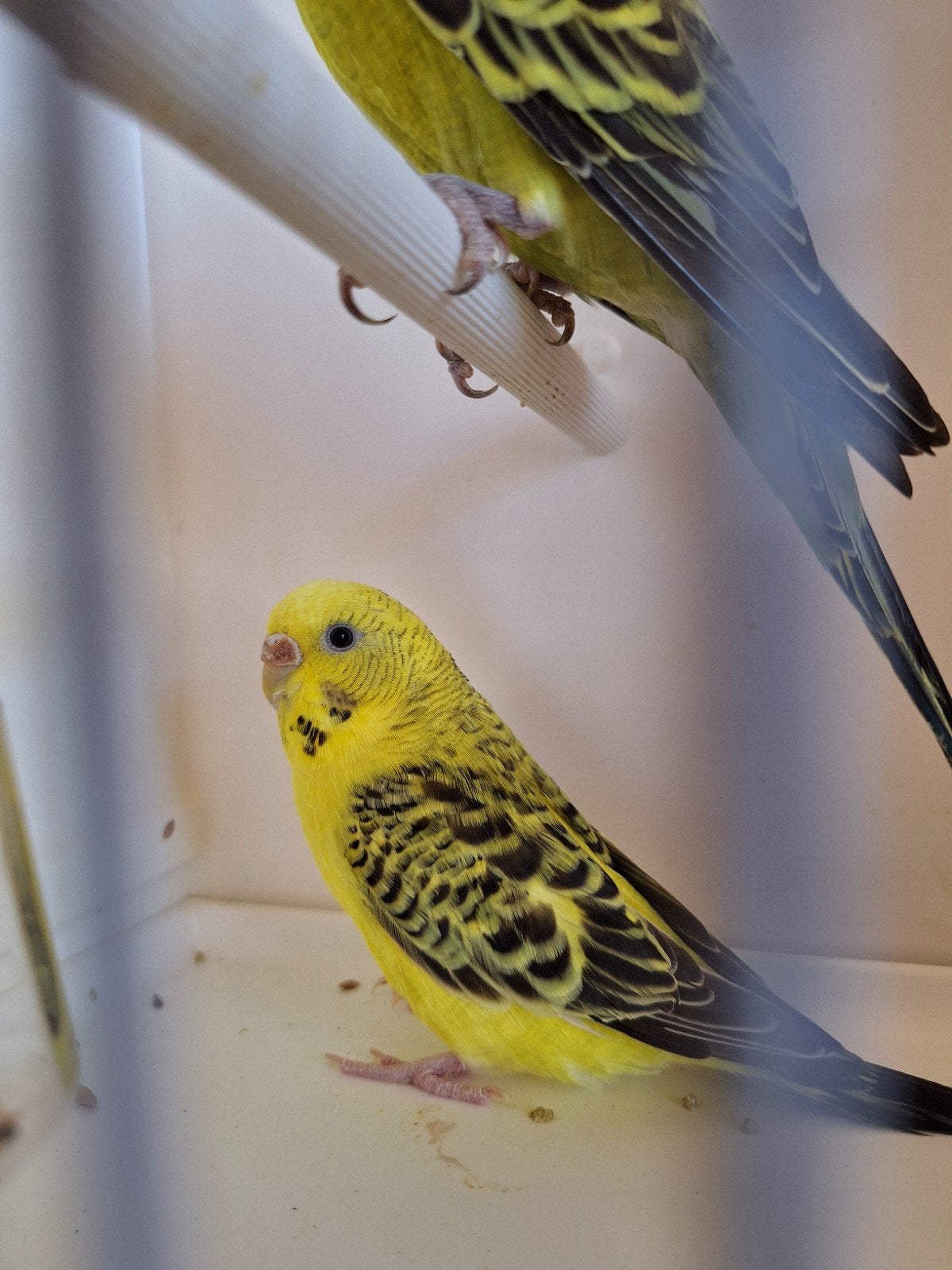 koppel grasparkieten, Meerdere dieren, Parkiet