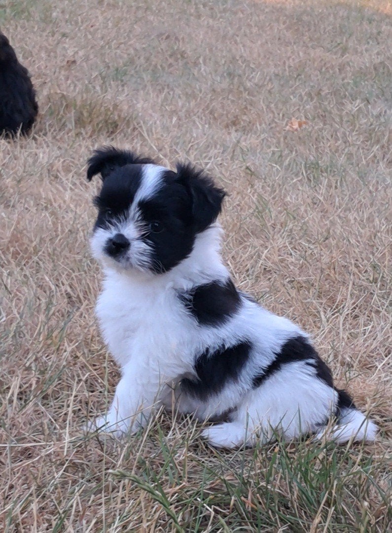 Prachtige boomer puppy's voor de beste huisjes!, Overige rassen, 8 tot 15 weken, Meerdere, Meerdere dieren