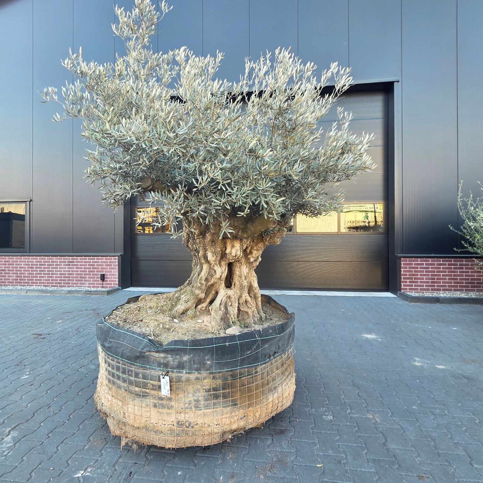 Olea Europaea rustico olijfbomen te koop, Tuin en Terras, Planten | Bomen, Ophalen, Volle zon, Olijfboom, 100 tot 250 cm
