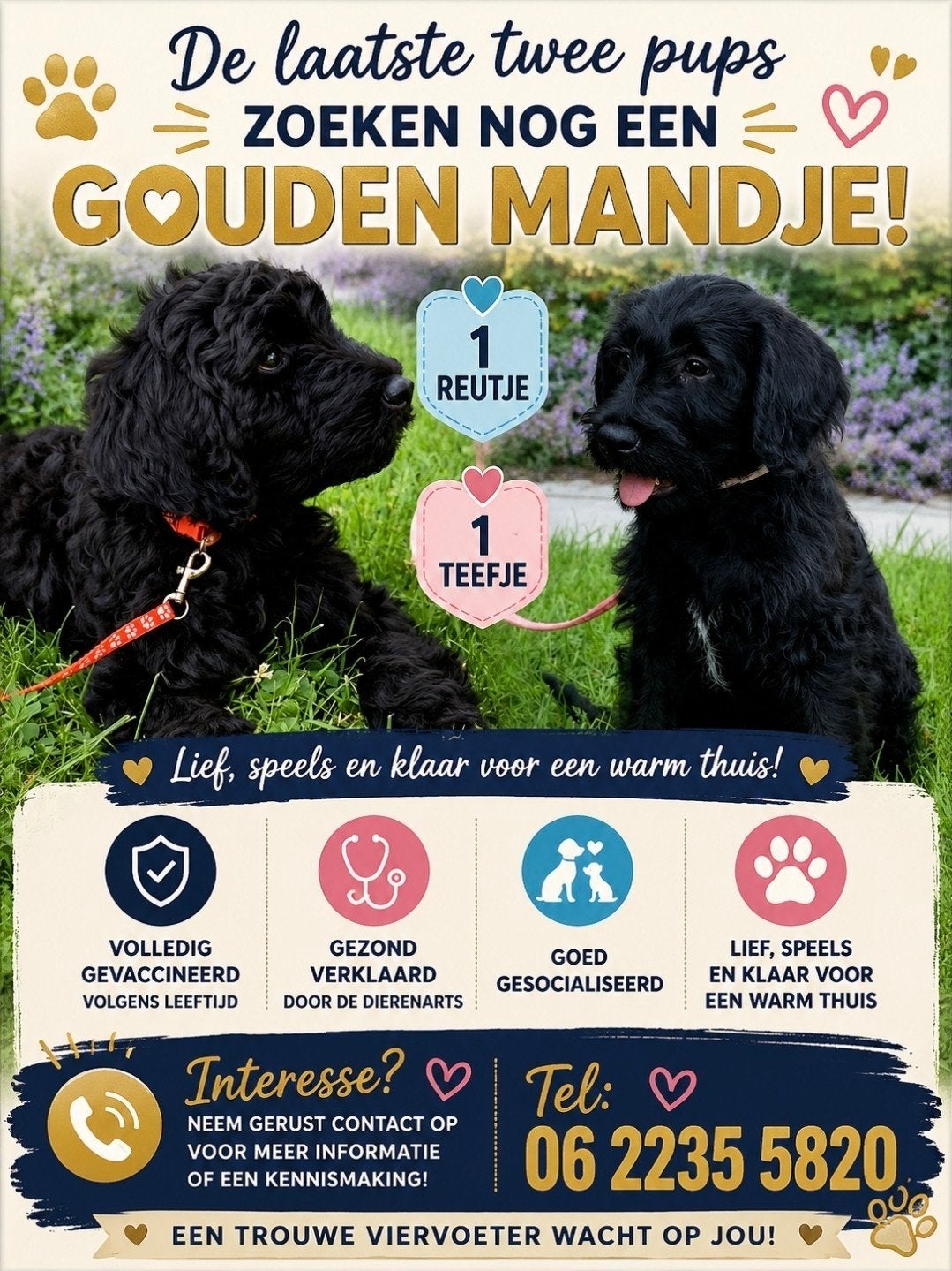 Labradoodle pups, Overige rassen, 8 tot 15 weken, Meerdere, Meerdere dieren