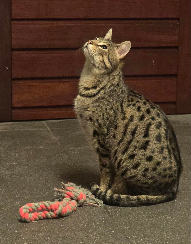 Savannah kat, Poes