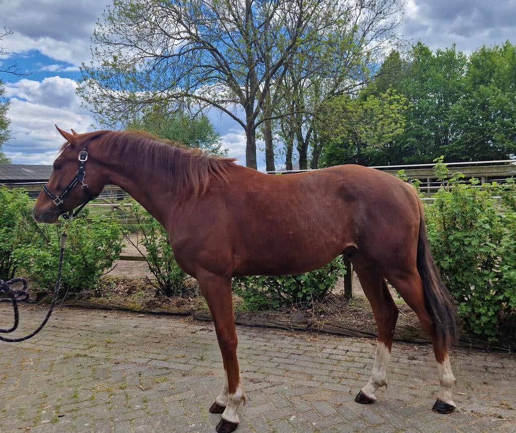 2 jr dressuur hengst, Dieren en Toebehoren, Hengst, Dressuurpaard, 0 tot 2 jaar