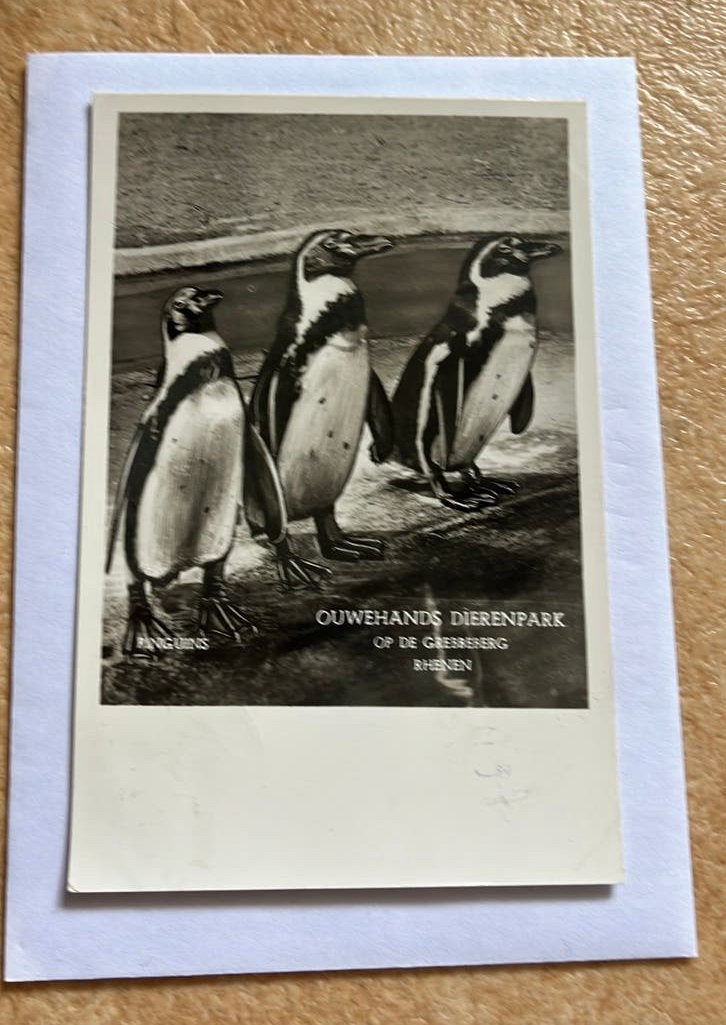 Pinguins Ouwehands Dierenpark Rhenen, Ophalen of Verzenden, 1940 tot 1960, Gelopen, Overige thema's