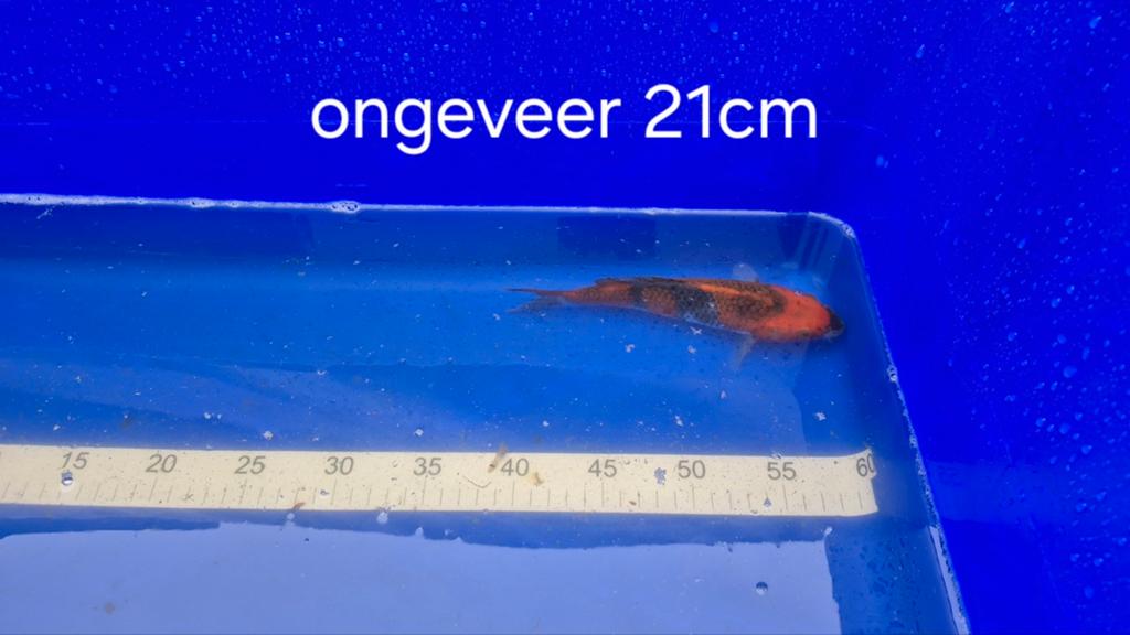 Goshiki Koi karper, Dieren en Toebehoren, Vissen | Vijvervissen, Karper of Koi