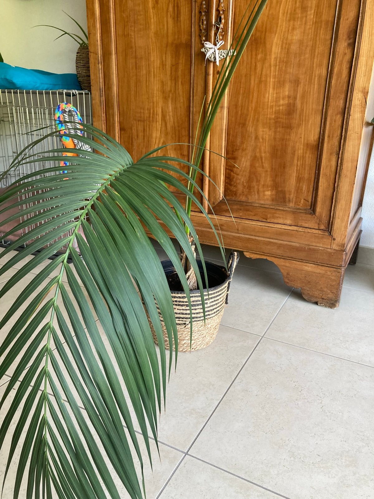 Grote Palmplant, Palm, Minder dan 100 cm, Groene kamerplant, Halfschaduw