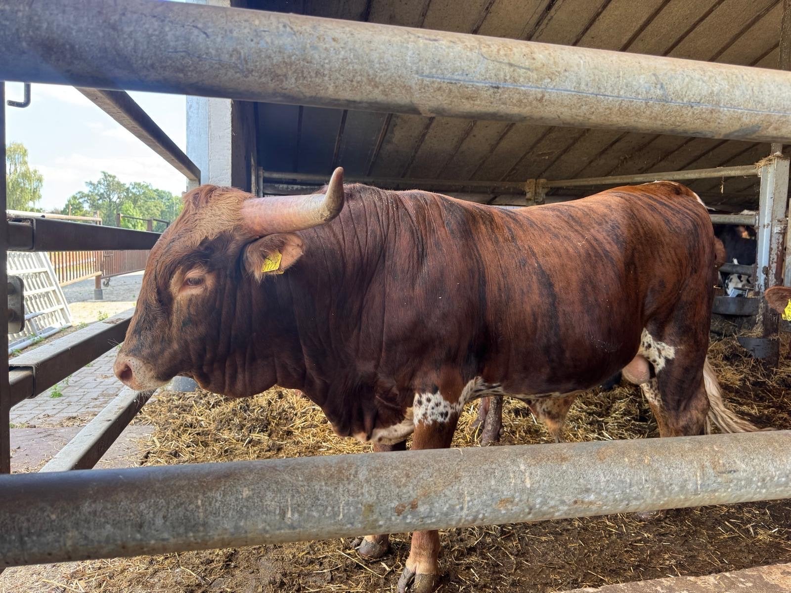 Texas Longhorn stier te koop / te ruil, Mannelijk, 0 tot 2 jaar