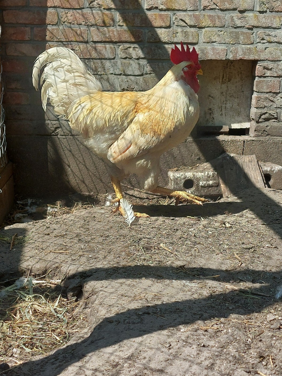 Witte legkip haan, Dieren en Toebehoren, Mannelijk, Kip