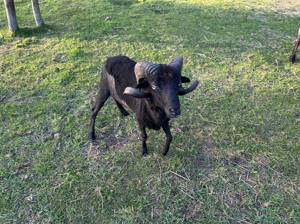 Ouessant ram, Dieren en Toebehoren, Schapen, Geiten en Varkens, Mannelijk, Schaap