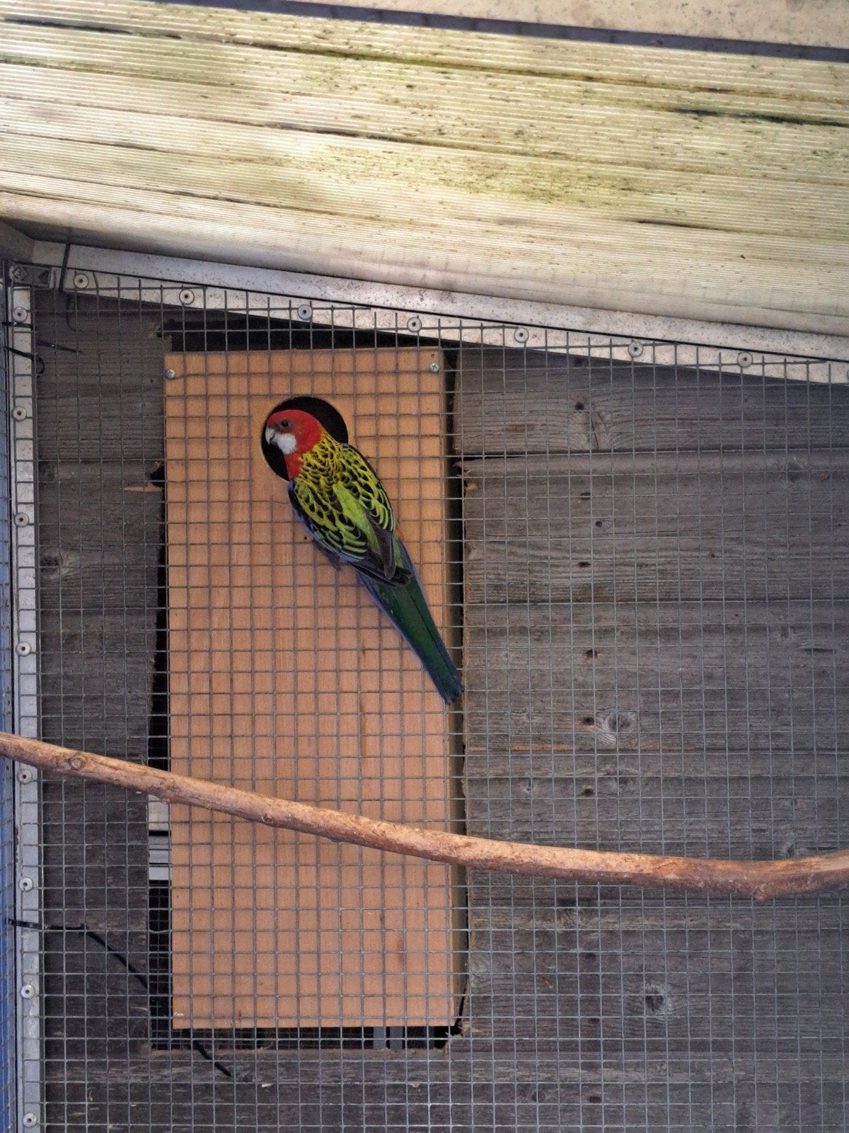 rosella 1-1, Dieren en Toebehoren, Meerdere dieren, Parkiet, Geringd