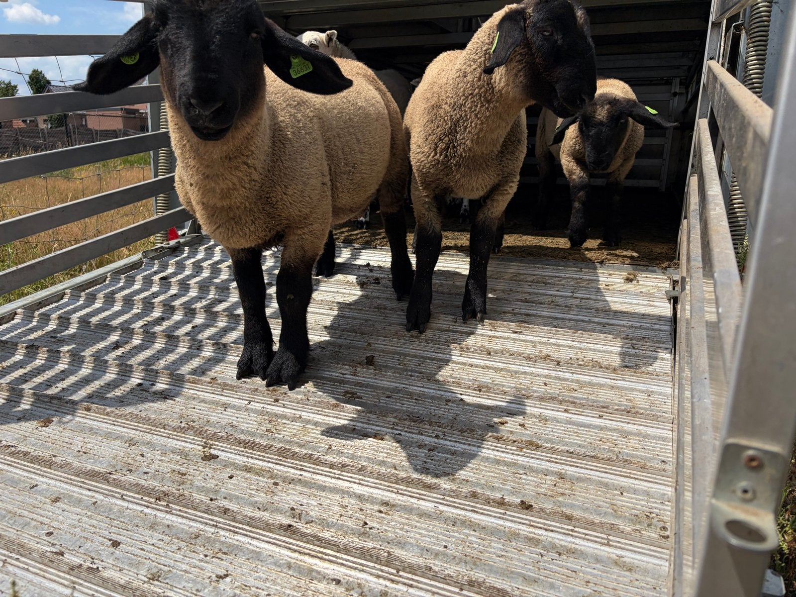 3 Suffolk rammen, Dieren en Toebehoren, Schapen, Geiten en Varkens, Mannelijk, Schaap