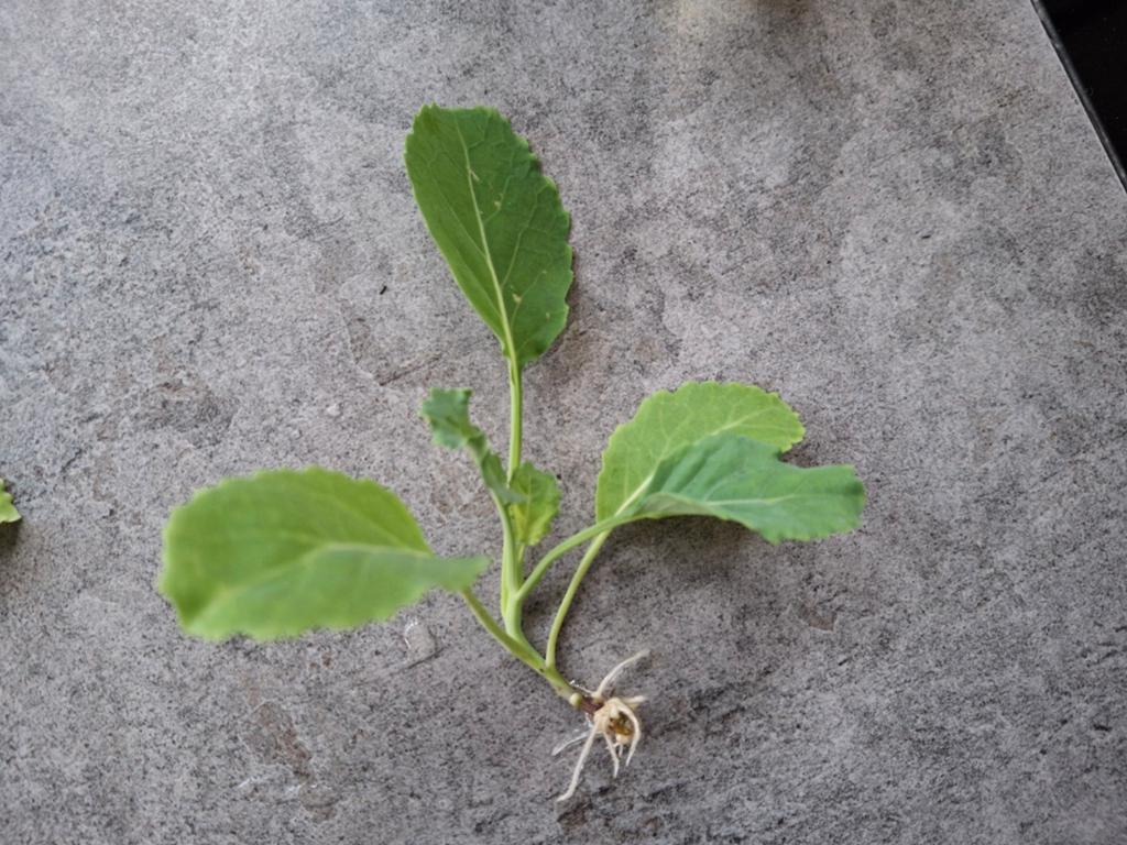 Stekje Eeuwige moes / eeuwige kool, Ophalen of Verzenden, Eenjarig, Groenteplanten, Volle zon
