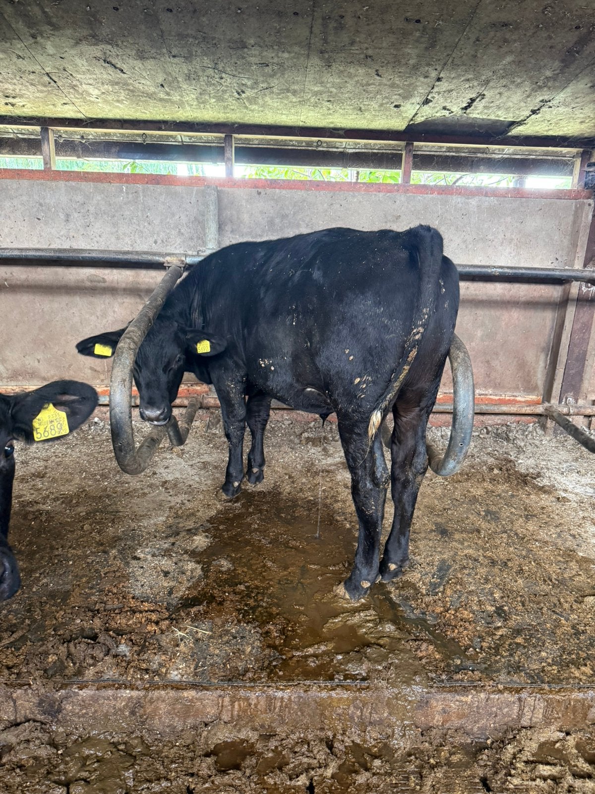4 black angus ossen te koop, Dieren en Toebehoren, Mannelijk