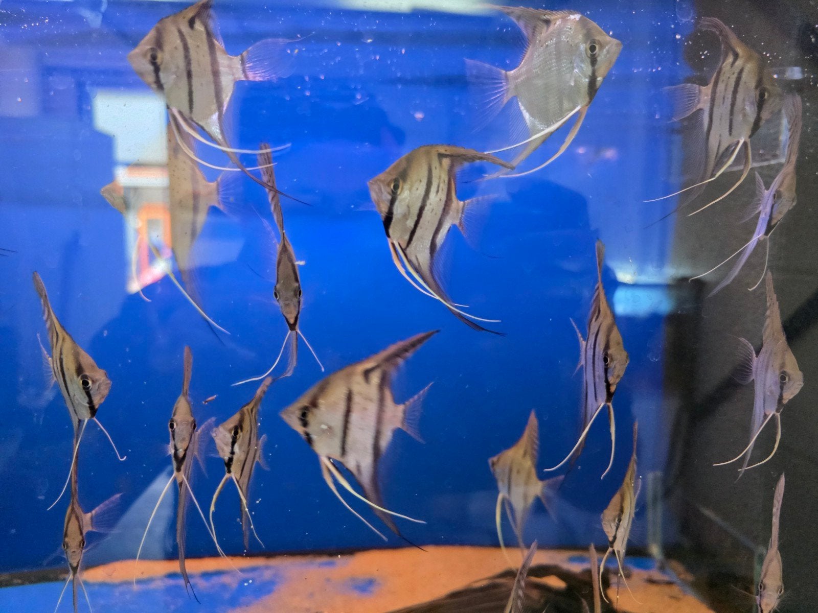 maanvissen wildkleur high fin, Dieren en Toebehoren, Vissen | Aquariumvissen, Vis