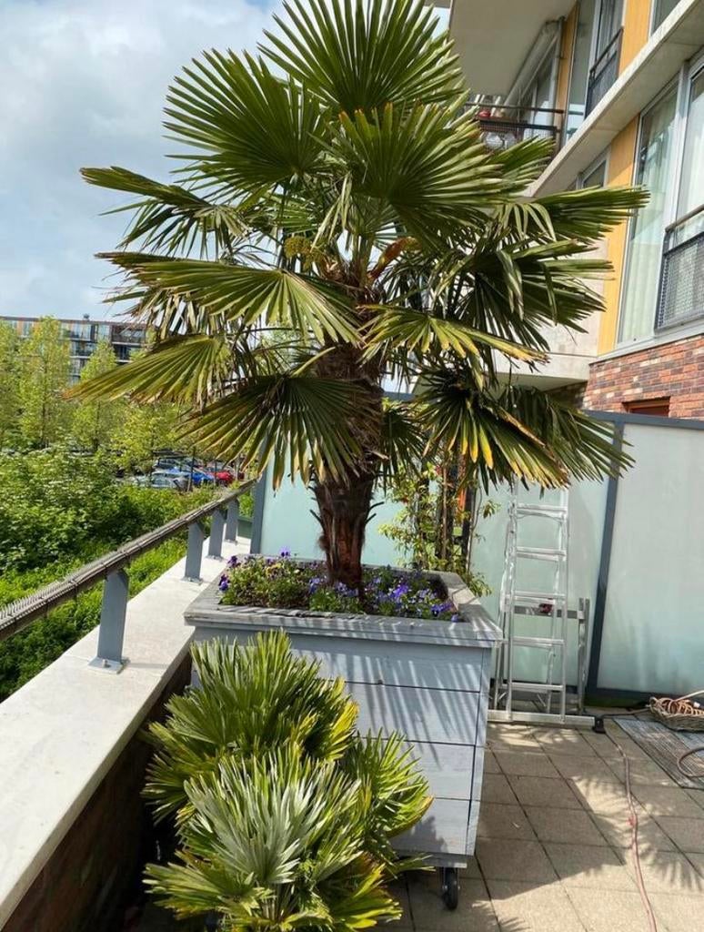 Winterharde palm, 250 tot 400 cm, Zomer, Palmboom, Ophalen