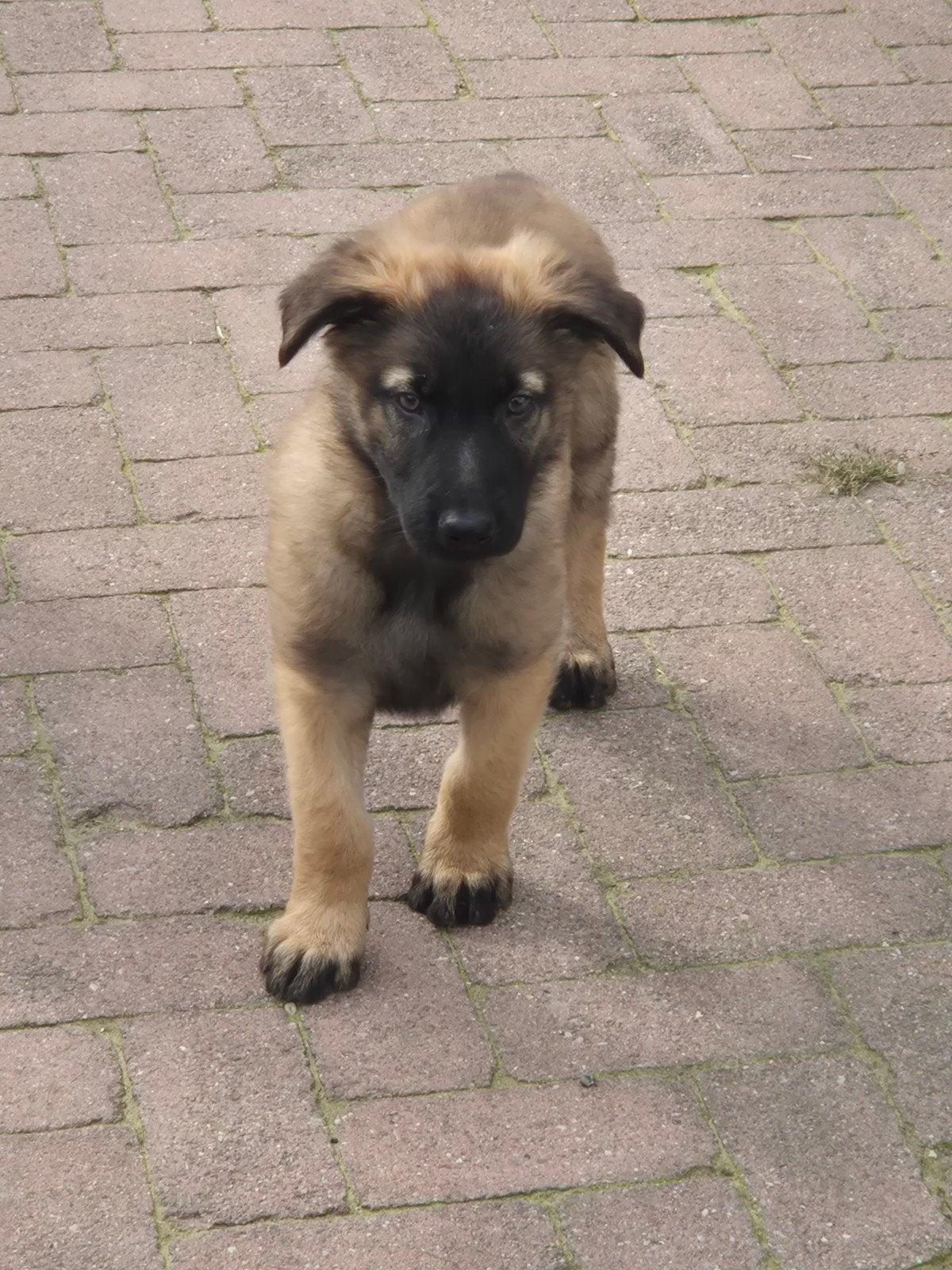 Mechelse herder X Duitse herder pups, CDV (hondenziekte), 8 tot 15 weken, Meerdere, Meerdere dieren