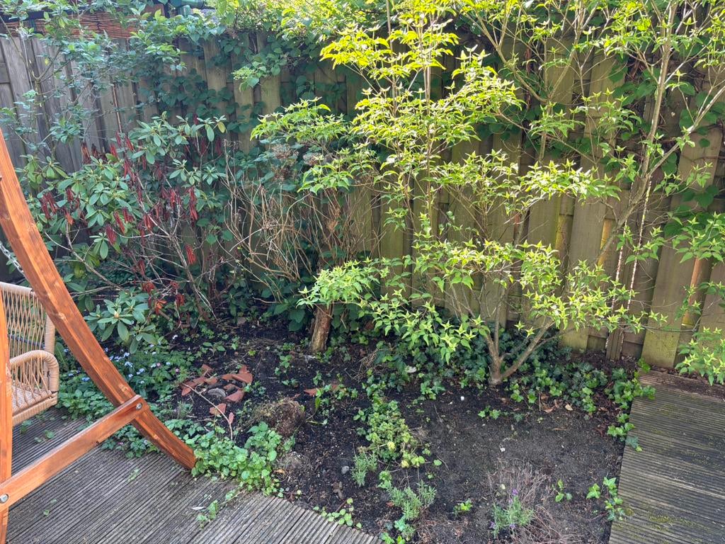 Diverse tuinplanten, Ophalen, Overige soorten, Halfschaduw