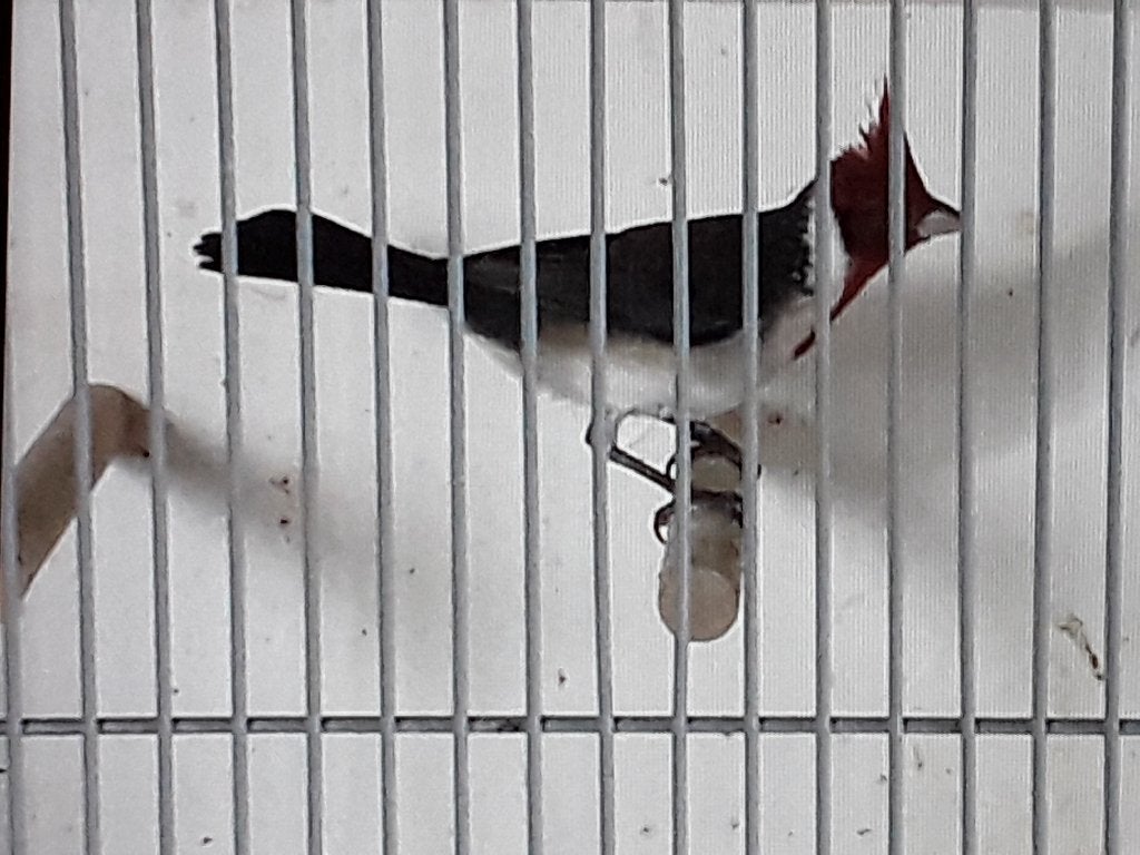 Roodkuifkardinalen roodkuifkardinaal, Dieren en Toebehoren, Vogels | Overige Vogels, Meerdere dieren, Tropenvogel, Geringd