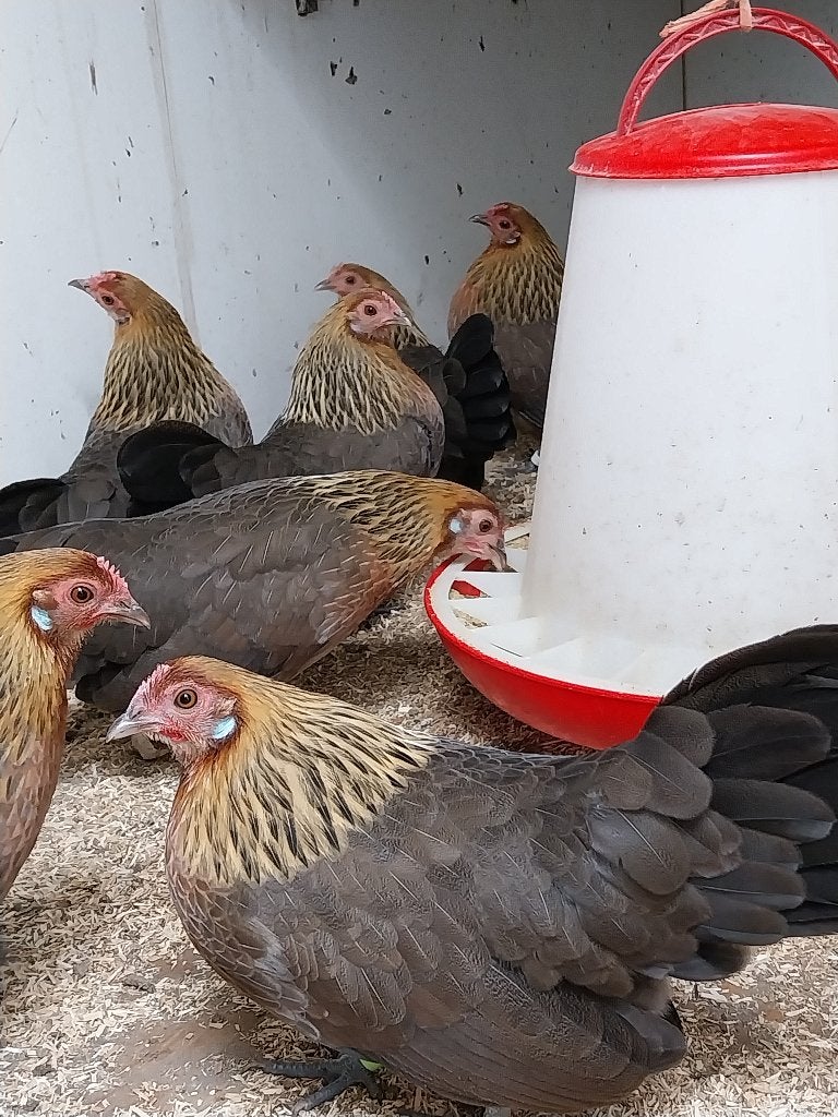 Hollandse krielen, Meerdere dieren, Kip