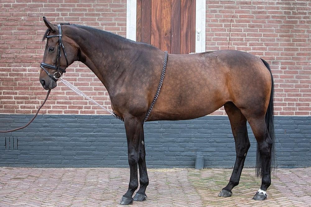 Harry's Horse Longeerhulp Soft, handig om mee te longeren, Dieren en Toebehoren, Ophalen of Verzenden, Nieuw