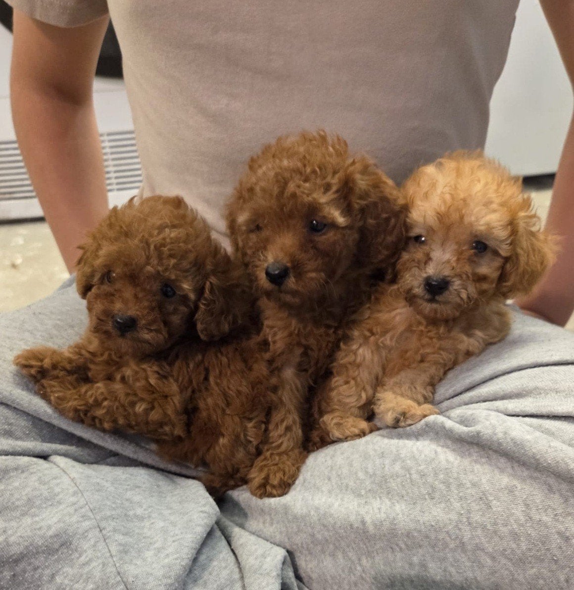 Prachtige Toy Poedel puppy’s, Dieren en Toebehoren, Poedel, 8 tot 15 weken, Meerdere, Meerdere dieren