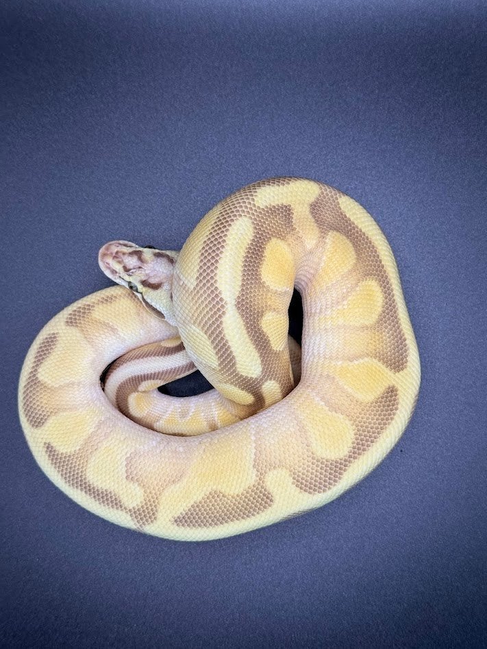 NK25 ball pythons Ball Python - female for sale from Vloemans
