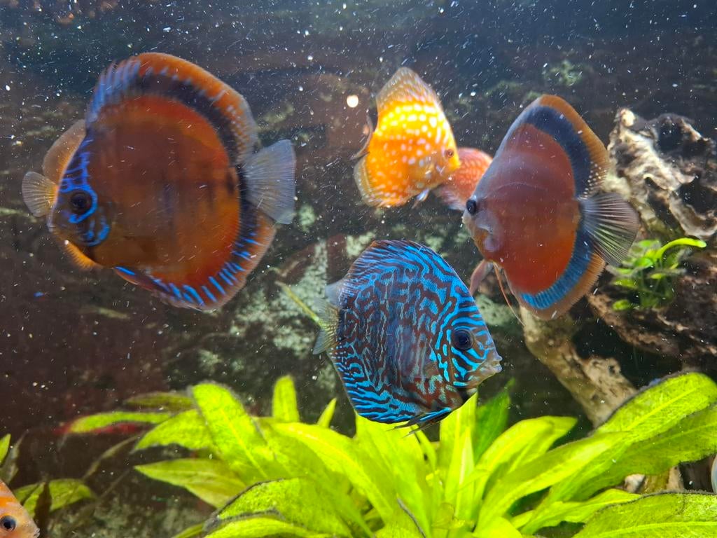Discusvissen koppels, Dieren en Toebehoren, Vissen | Aquariumvissen, Vis