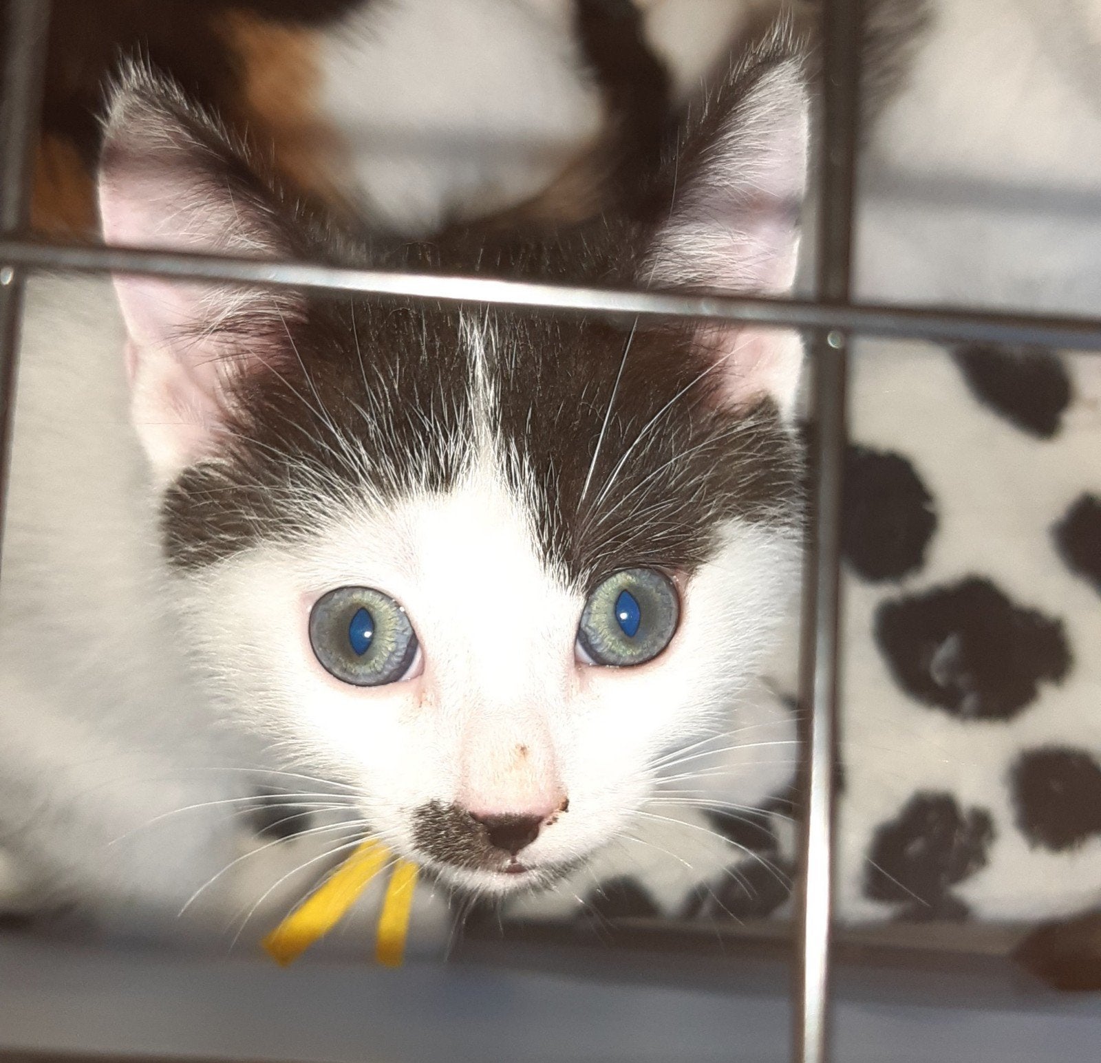 Prachtig, sociaal en speels kittentje zoekt warm mandje., Kater, Ontwormd, 0 tot 2 jaar