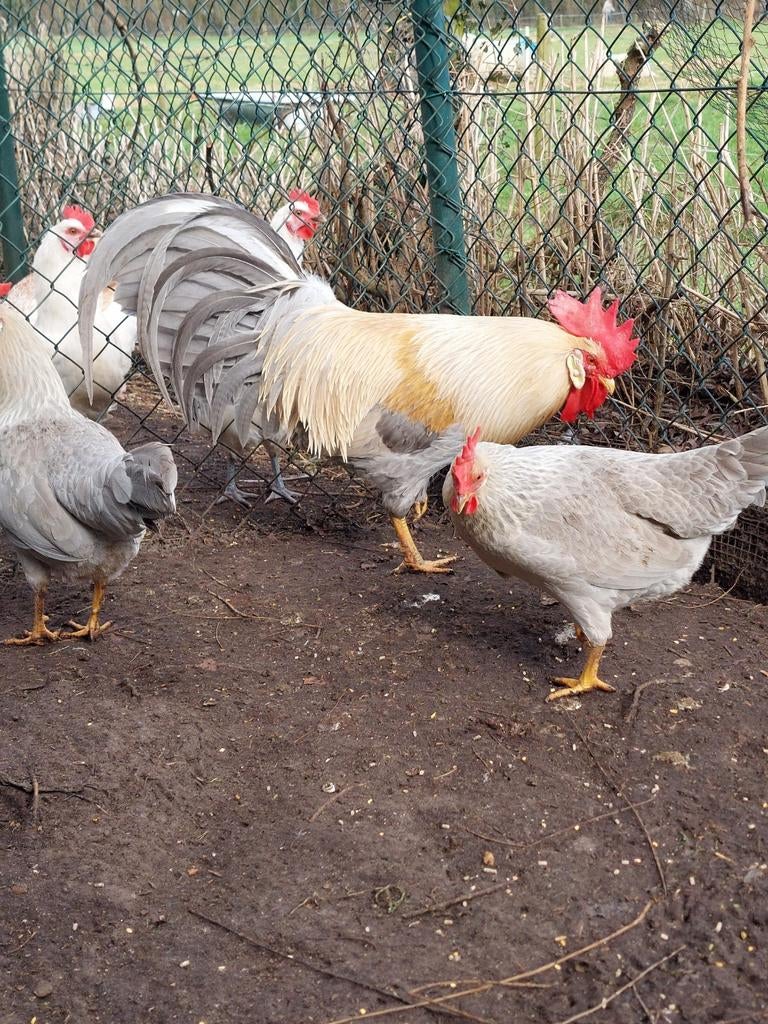 Broedeieren Leghorn isabel, Dieren en Toebehoren, Pluimvee, Geslacht onbekend, Kip