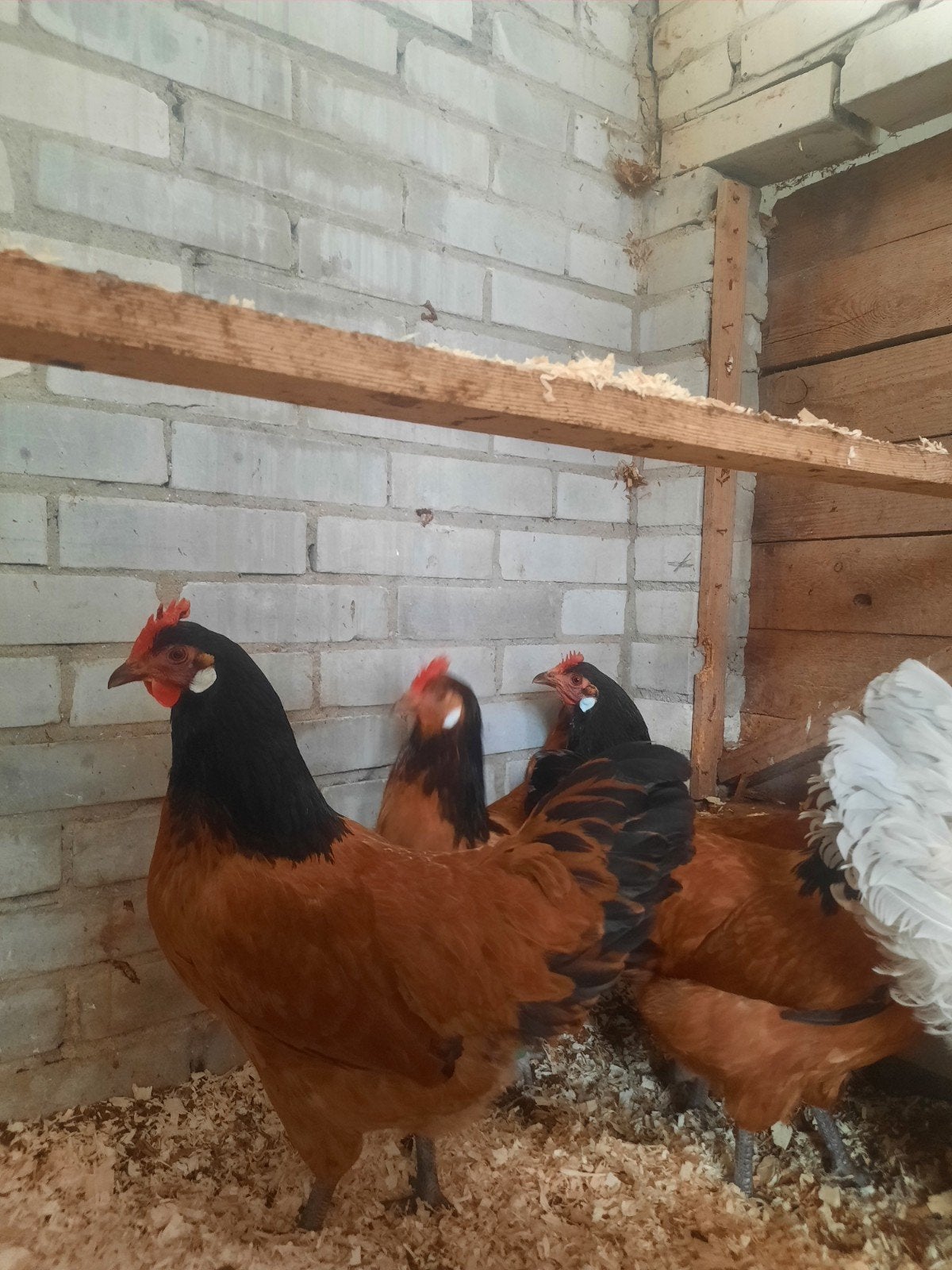 Vorwerk kippen en kippenhok te koop, Dieren en Toebehoren, Pluimvee, Vrouwelijk, Kip