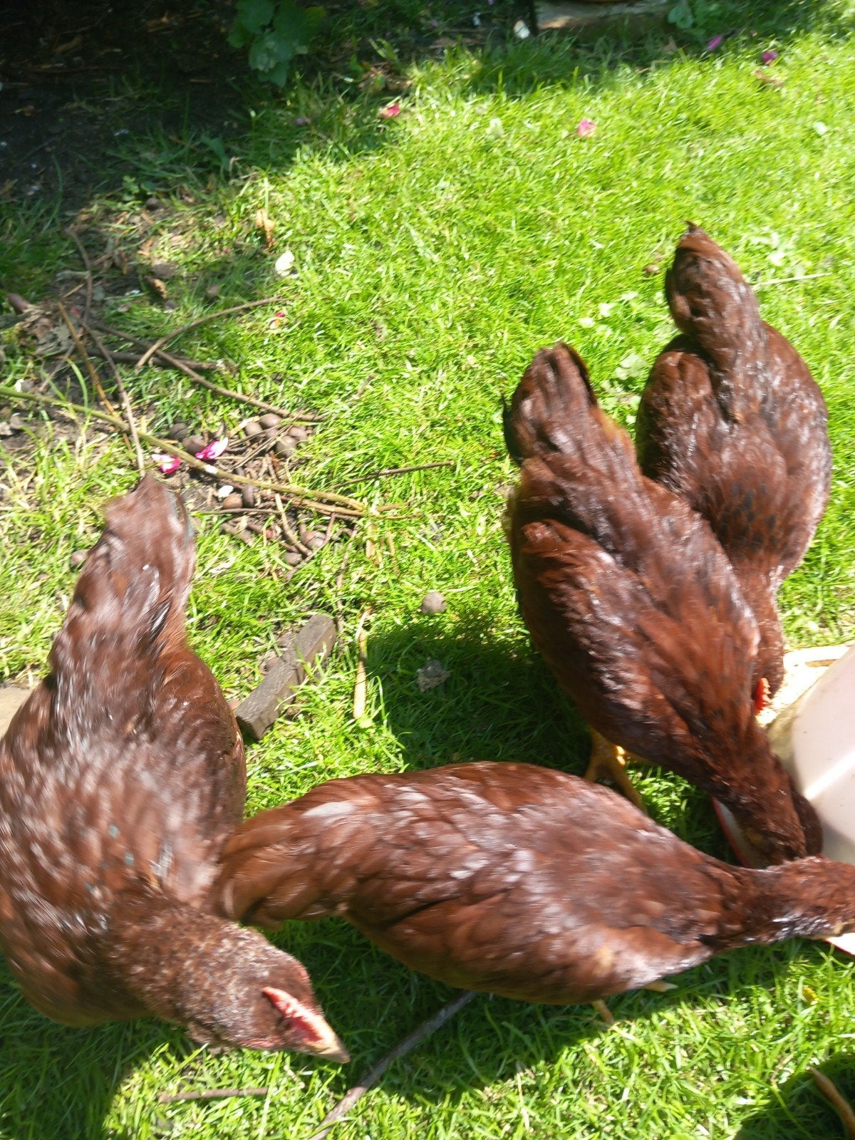 Kippen / kuikens/haantjes, Meerdere dieren, Kip