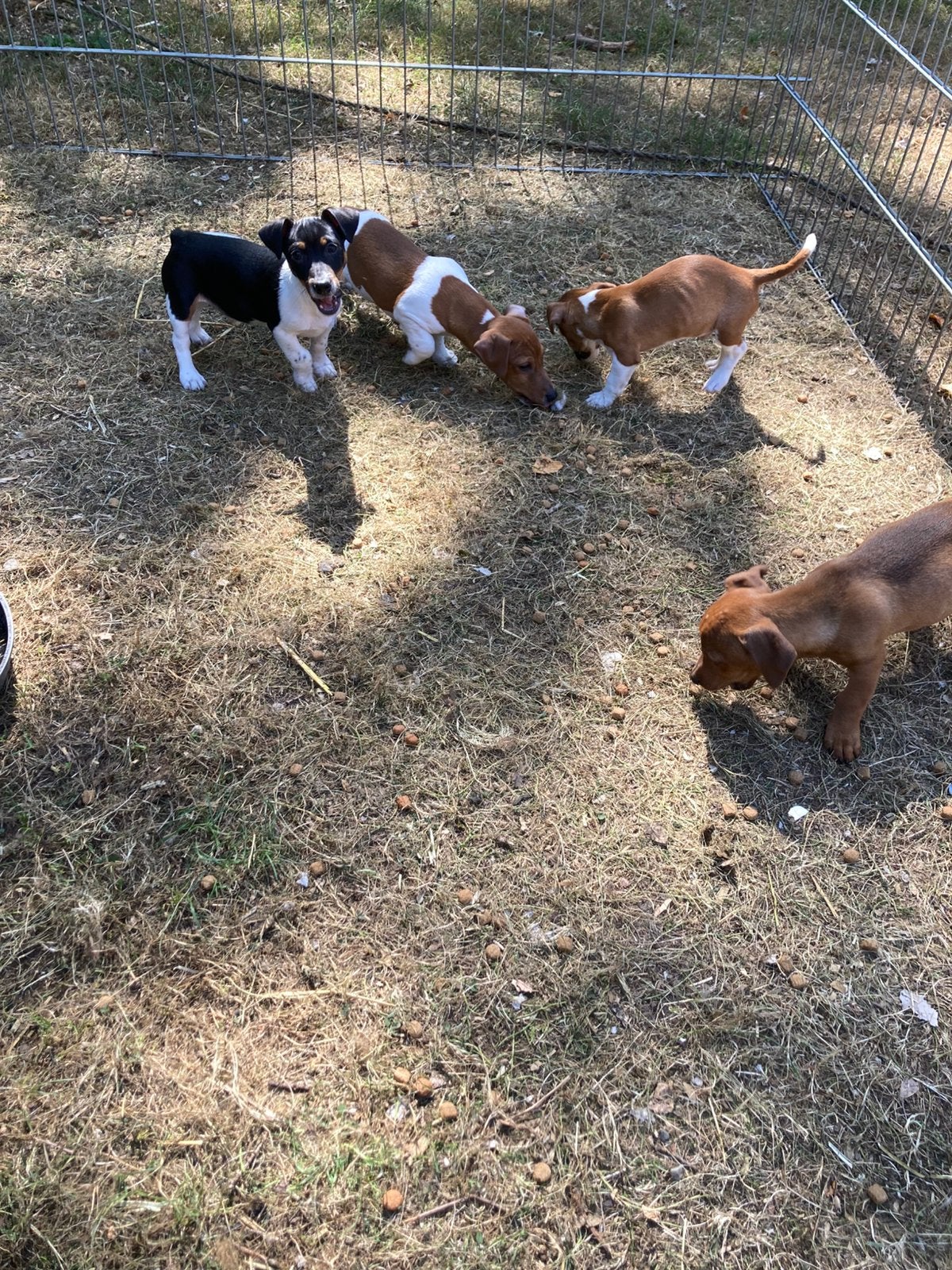 Prachtige jack russell pups, Dieren en Toebehoren, Honden | Jack Russells en Terriërs, Parvo, Jack Russell Terriër, Reu, 8 tot 15 weken
