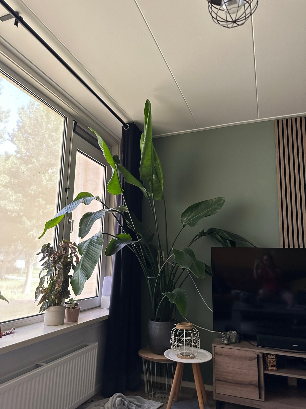 Grote Strelitzia Nicolai - Paradijsvogelplant, Ophalen, 200 cm of meer, Overige soorten, Halfschaduw