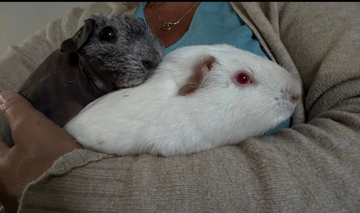 Naakt cavia en gladharige cavia te koop, Dieren en Toebehoren, Cavia, Mannelijk, Januari, Tam