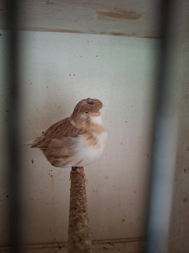 Te koop vogels postuurkanaries, Vrouwelijk, Postuurkanarie