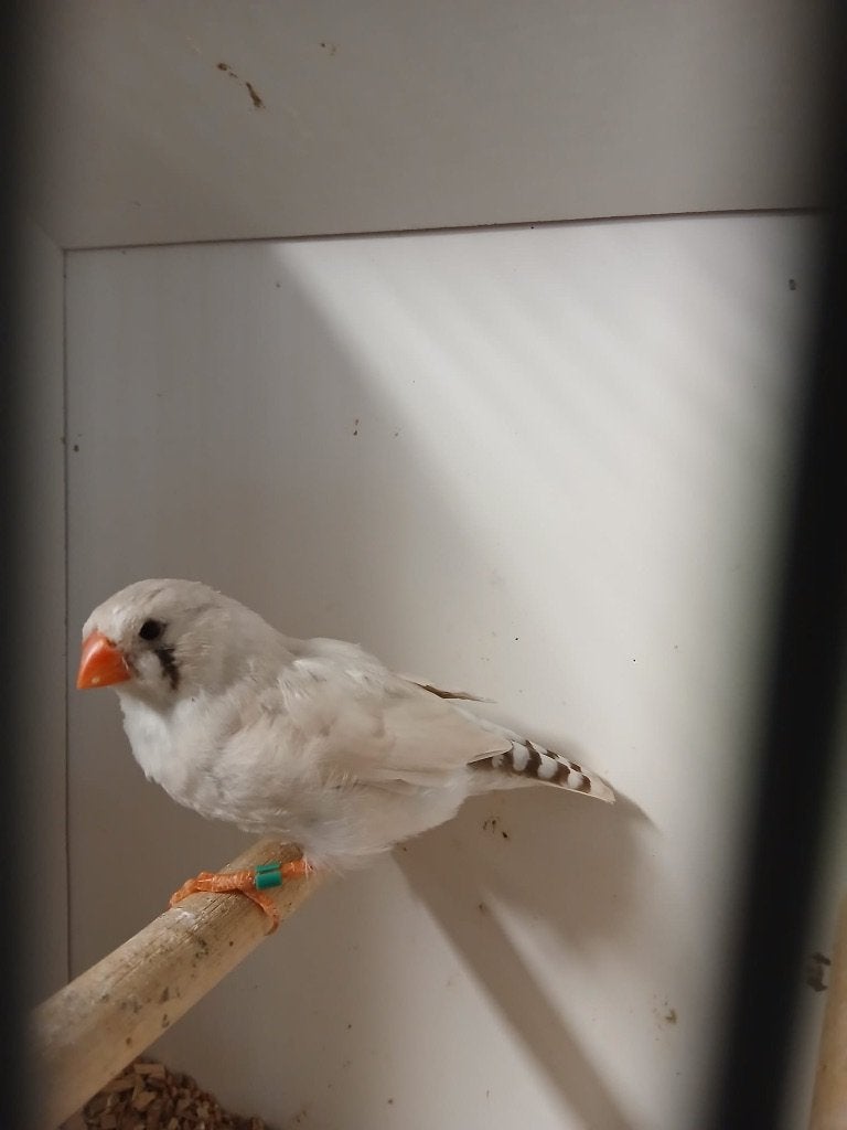 Te koop zebravinken, Vrouwelijk, Tropenvogel, Geringd