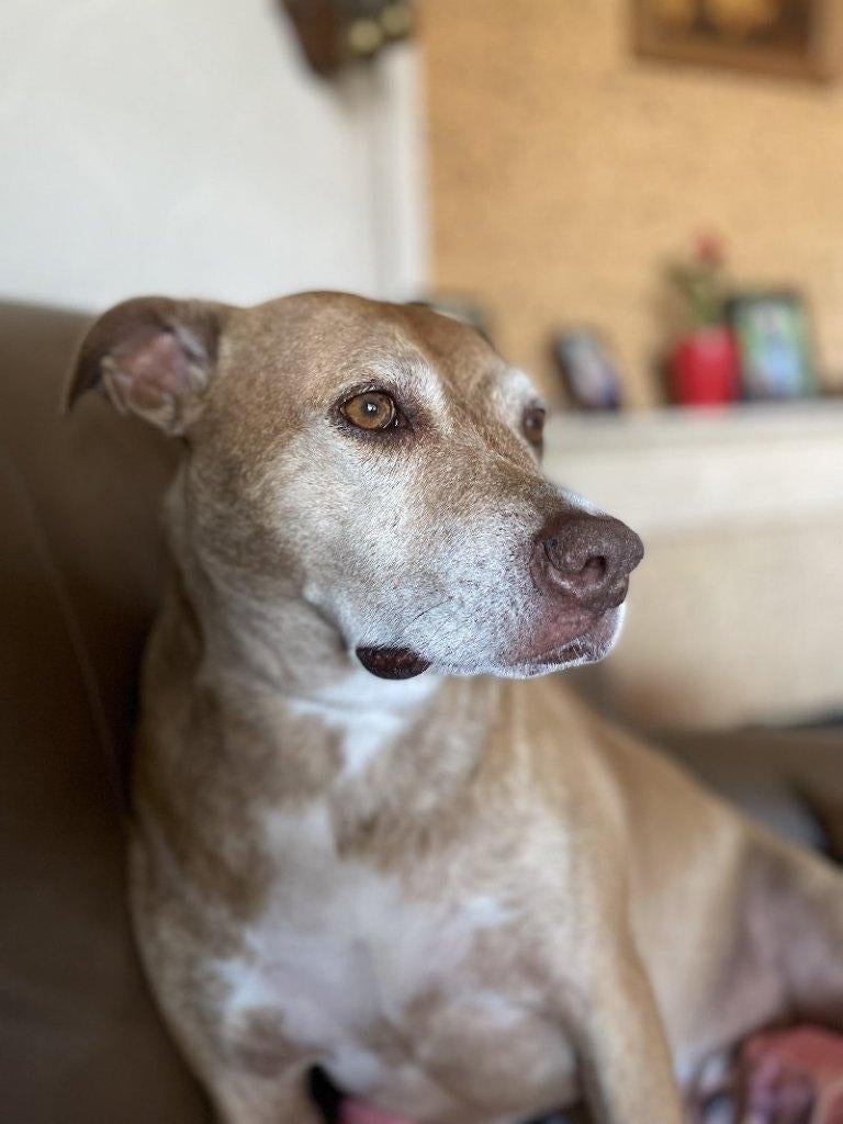 ACE: Odile is een superlieve hond, in opv in BE, Dieren en Toebehoren, 6 jaar of ouder, Particulier, Buitenland, Teef
