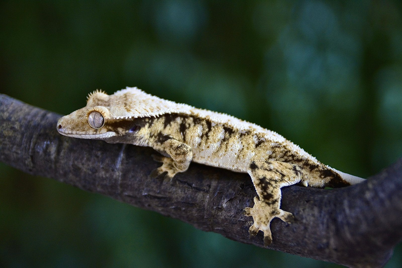 Wimpergekko 1.0 man top prijs, Hagedis, 0 tot 2 jaar