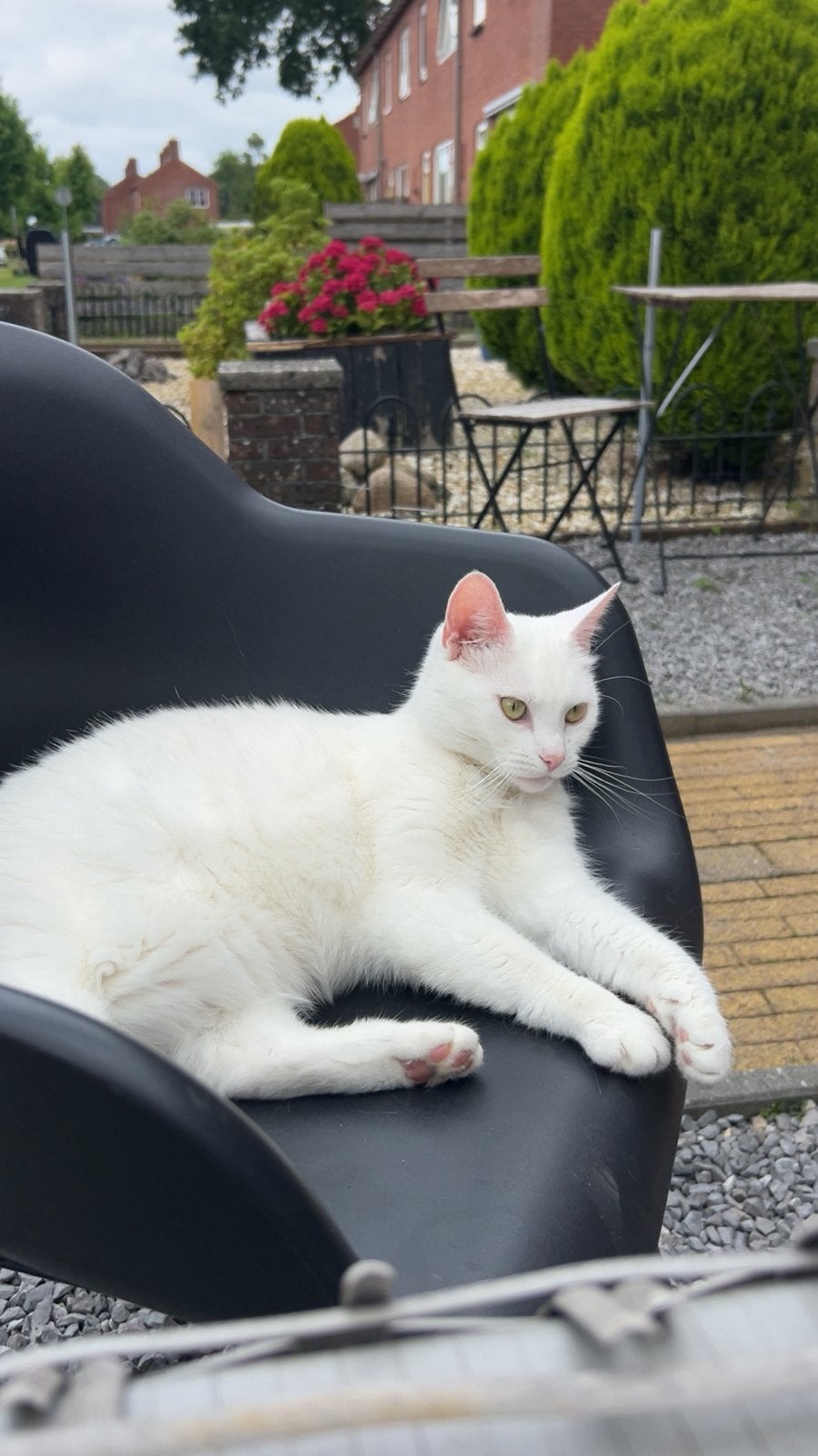 Lieve witte kat, Poes, Kortharig, 3 tot 5 jaar