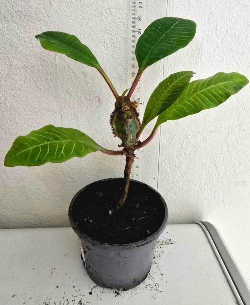 Madagascar Jewel, Ophalen of Verzenden, Halfschaduw, Minder dan 100 cm