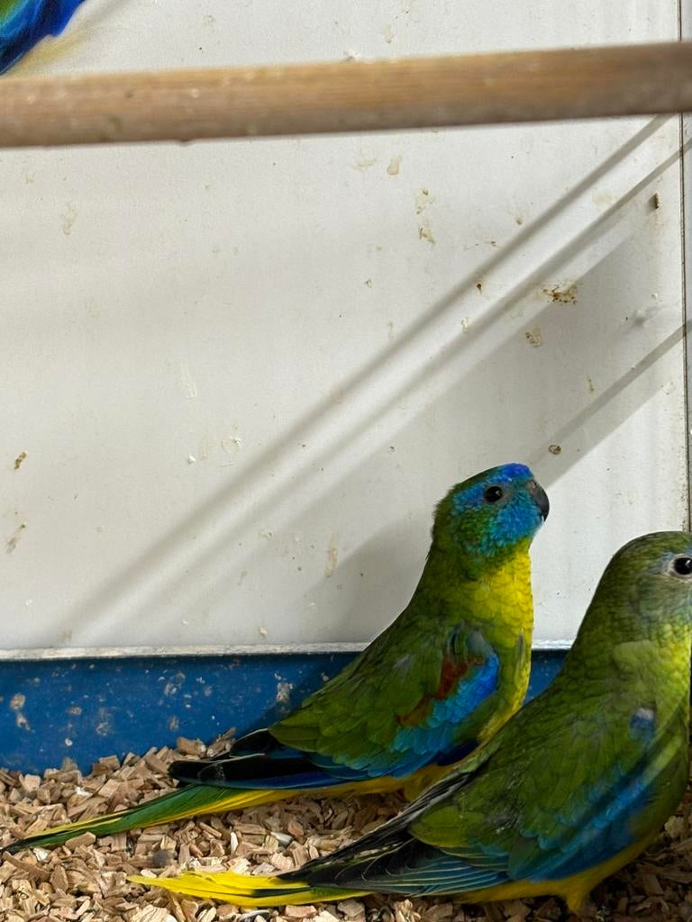 Drie koppels Turqouisine parkieten, Dieren en Toebehoren, Meerdere dieren, Parkiet, Geringd
