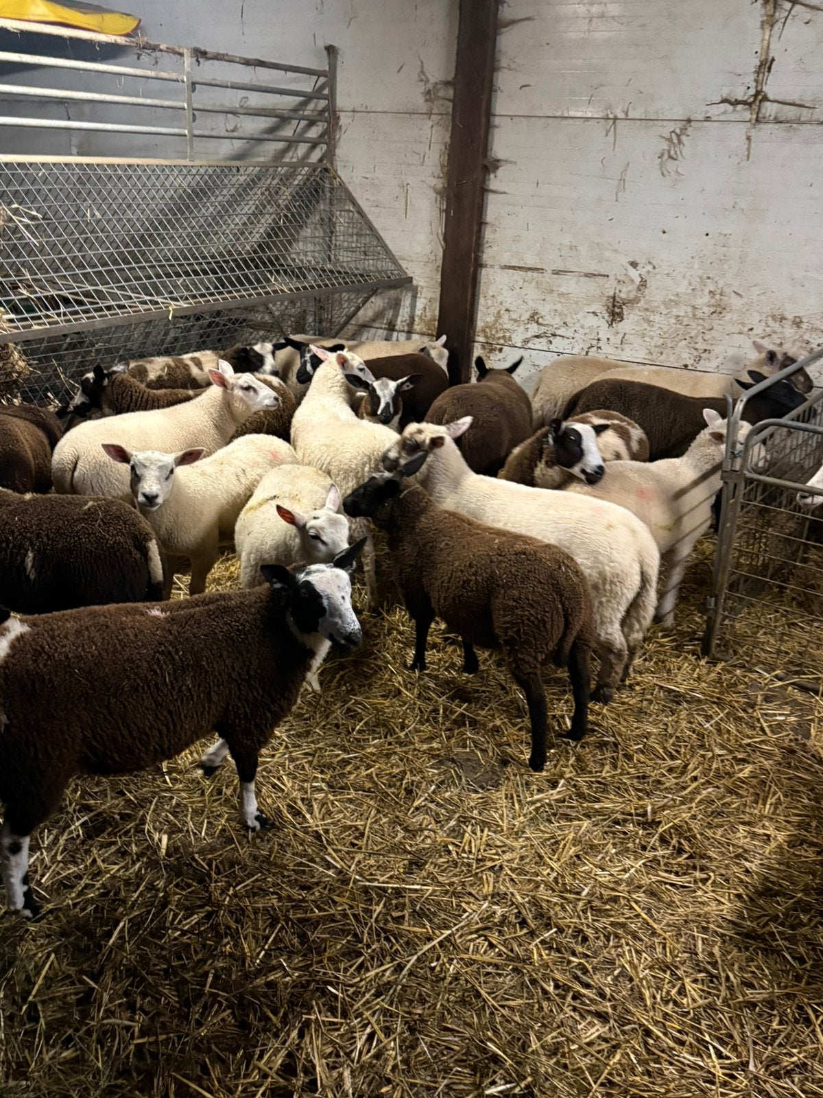 30 lammeren, Dieren en Toebehoren, Schapen, Geiten en Varkens, Meerdere dieren, Schaap