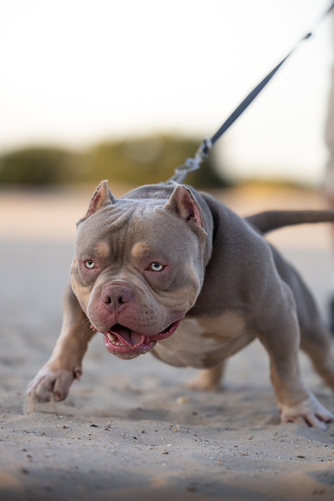 Dekreu American Bully kleine pocket, Dieren en Toebehoren, Honden | Bulldogs, Pinschers en Molossers, Parvo, Nederland, Reu, 1 tot 2 jaar