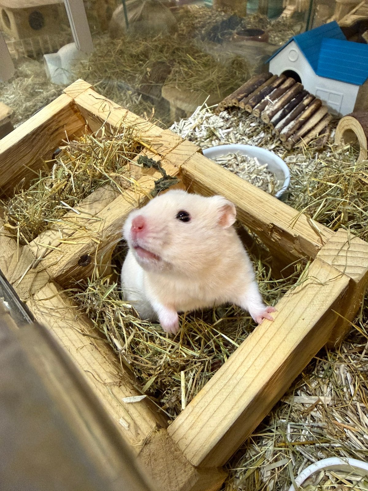 Hamsters, Hamster, Mannelijk, Mei, Tam