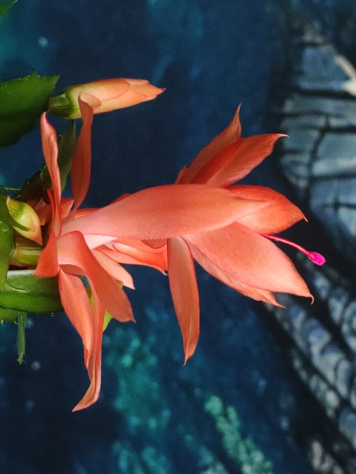 Schlumbergera reginae 'Charlotte' (queen) stek ongeworteld, Verzenden, Halfschaduw, Minder dan 100 cm