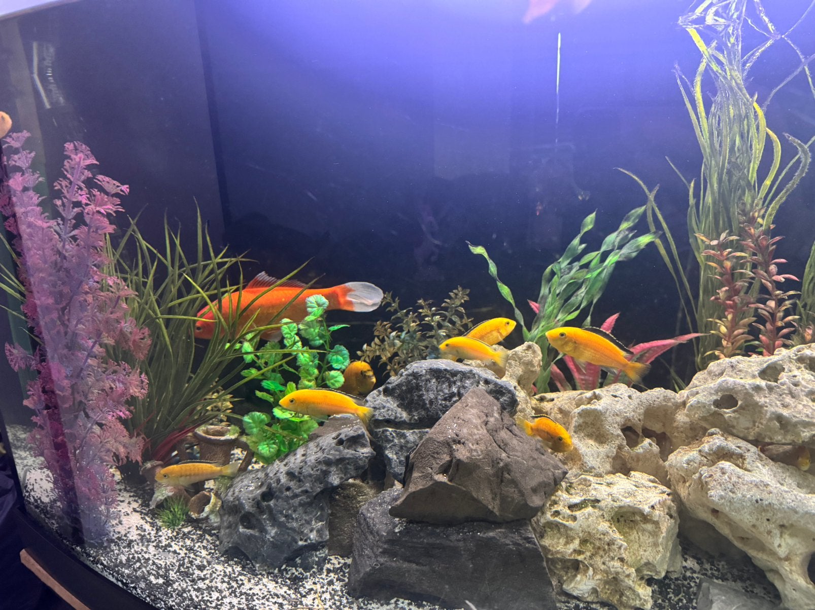 Compleet aquarium, Dieren en Toebehoren, Ophalen, Gebruikt, Gevuld zoetwateraquarium